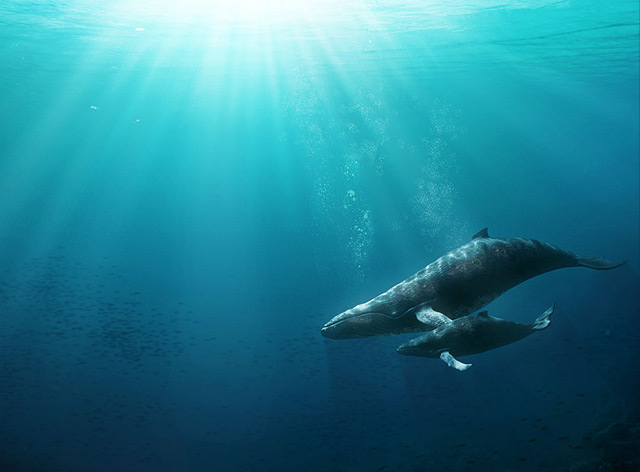 Evolução Baleias